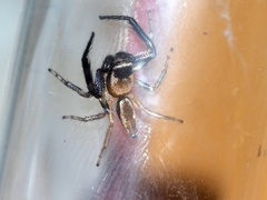 Thiania cupreonitens