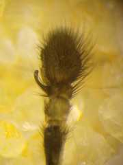 Thiania cupreonitens