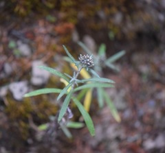 Gnaphaliothamnus salicifolius