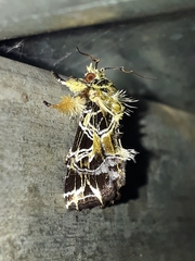 Callopistria rivularis