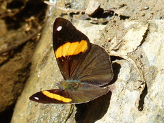 Diaethria pandama