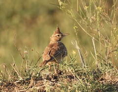 Galerida cristata meridionalis