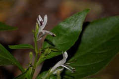 Andrographis paniculata
