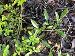 Jasminum didymum racemosum