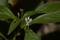 Andrographis paniculata