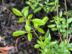 Jasminum didymum racemosum