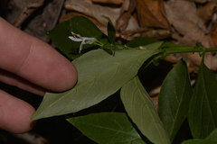 Andrographis paniculata