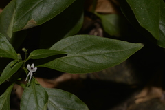 Andrographis paniculata