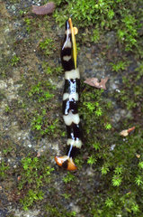 Diversibipalium rauchi