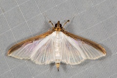 Cydalima laticostalis