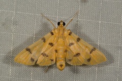 Xanthomelaena