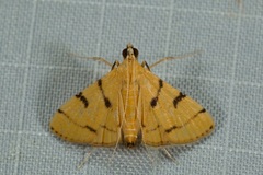 Xanthomelaena