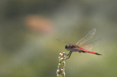 Tramea transmarina