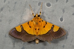 Endocrossis flavibasalis