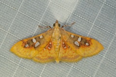 Sameodes pictalis