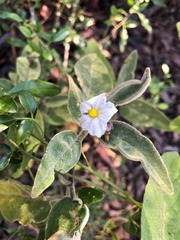 Solanum nemophilum