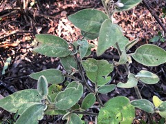 Solanum nemophilum