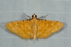 Notarcha