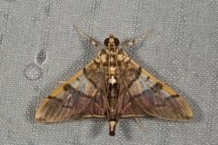 Orphanostigma