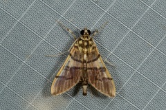 Orphanostigma