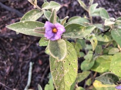 Solanum nemophilum