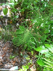 Equisetum pratense image