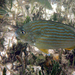 Western Atlantic Seabream - Photo (c) Kent Miller, some rights reserved (CC BY-ND), uploaded by Kent Miller