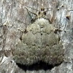 Dyspyralis puncticosta