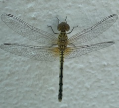 Diplacodes trivialis