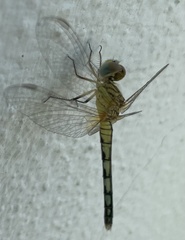 Diplacodes trivialis