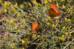 Argynnis elisa