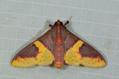 Pachynoa purpuralis