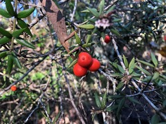 Alyxia ruscifolia