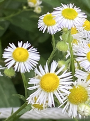 Erigeron strigosus strigosus