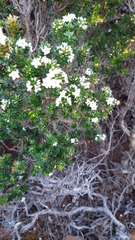 Epacris myrtifolia