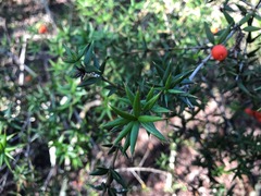 Alyxia ruscifolia