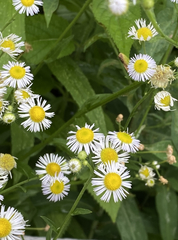 Erigeron strigosus strigosus