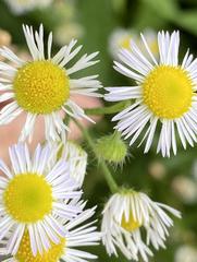 Erigeron strigosus strigosus