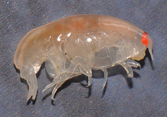 Amphilochidea
