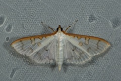 Palpita annulifer