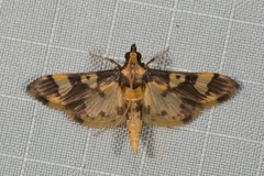 Orphanostigma angustale