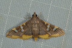 Prophantis adusta