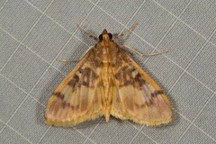 Pseudebulea