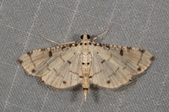 Pycnarmon