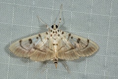 Pycnarmon cribrata
