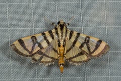 Pycnarmon