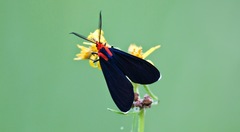 Ctenucha rubroscapus