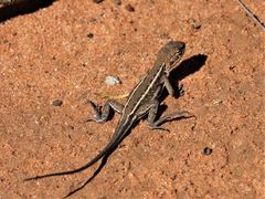 Ctenophorus spinodomus