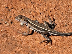 Ctenophorus spinodomus