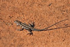 Ctenophorus spinodomus